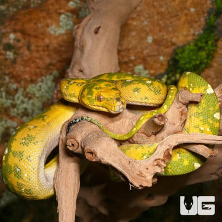 Adult Biak Green Tree Pythons (Morelia viridis) For Sale - Underground Reptiles