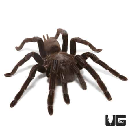 Black Velvet Tarantulas (Chilobrachys sp. black) For Sale - Underground Reptiles