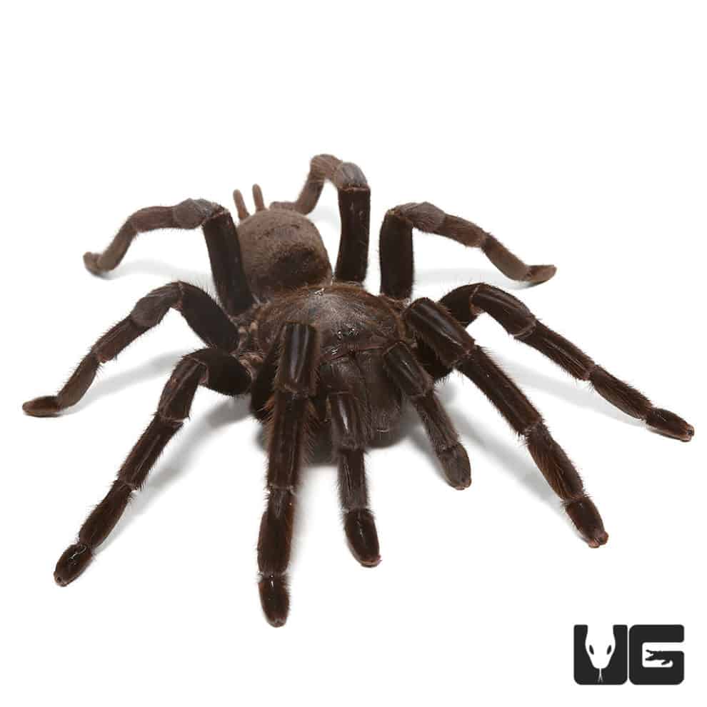 Mexican Black Velvet Tarantulas For Sale - Underground Reptiles