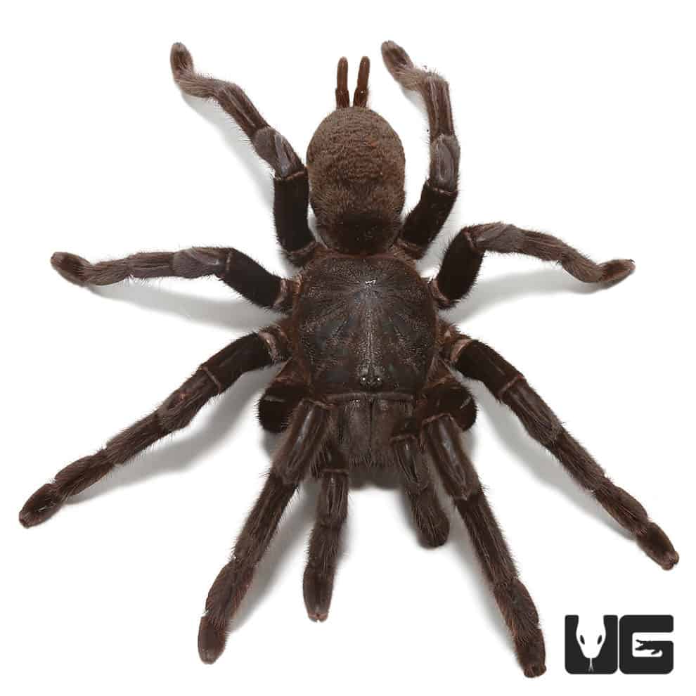 Mexican Black Velvet Tarantulas For Sale - Underground Reptiles