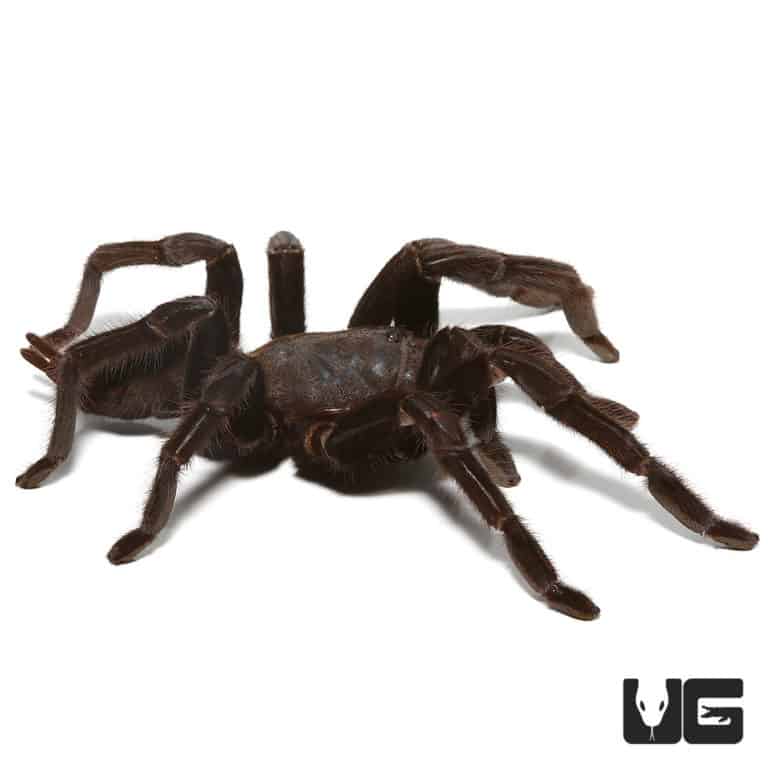 Mexican Black Velvet Tarantulas For Sale - Underground Reptiles