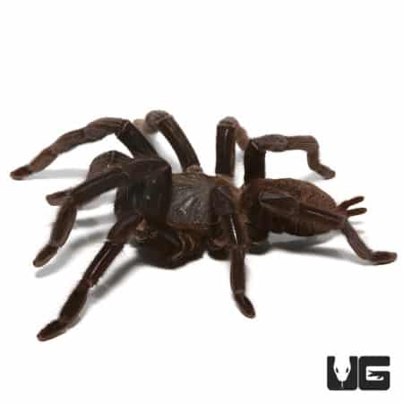 Black Velvet Tarantulas (Chilobrachys sp. black) For Sale - Underground Reptiles