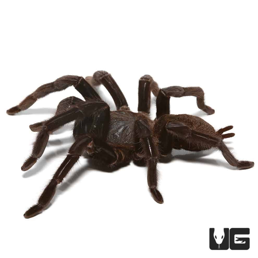 Mexican Black Velvet Tarantulas For Sale - Underground Reptiles