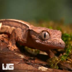 Baby C2 Reverse Partial Pinstripe Harlequin Crested Gecko (Correlophus ciliatus) For Sale - Underground Reptiles