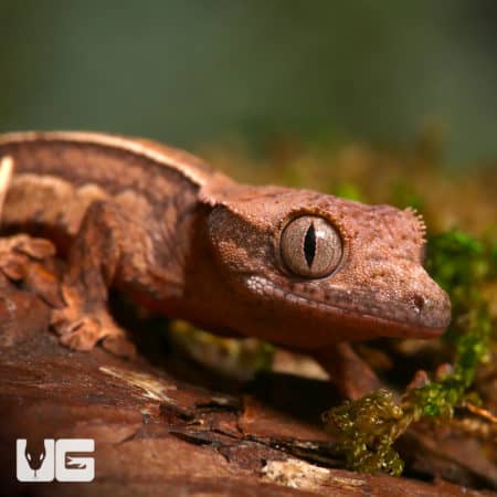 Baby C2 Reverse Partial Pinstripe Harlequin Crested Gecko (Correlophus ciliatus) For Sale - Underground Reptiles
