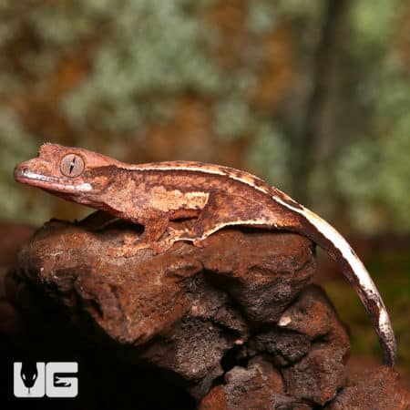 Baby C2 Reverse Partial Pinstripe Harlequin Crested Gecko (Correlophus ciliatus) For Sale - Underground Reptiles