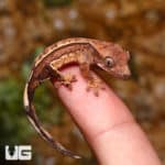 Baby C2 Reverse Partial Pinstripe Harlequin Crested Gecko (Correlophus ciliatus) For Sale - Underground Reptiles