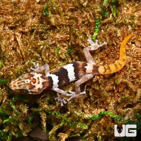 Mocquard's Madagascar Ground Geckos (Paroedura bastardi) For Sale - Underground Reptiles