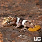 Mocquard's Madagascar Ground Geckos (Paroedura bastardi) For Sale - Underground Reptiles