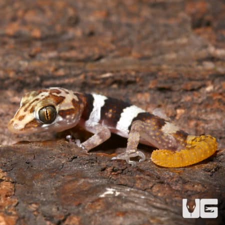 Mocquard's Madagascar Ground Geckos (Paroedura bastardi) For Sale - Underground Reptiles
