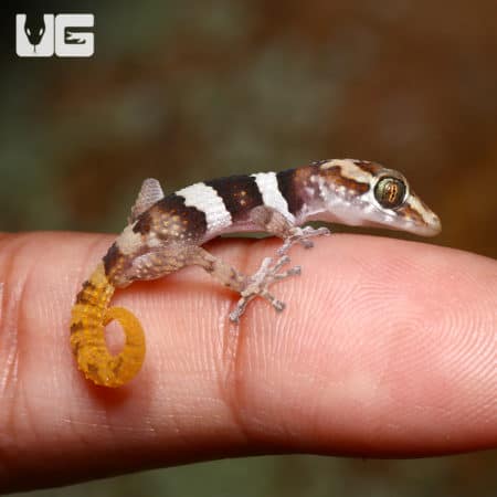 Baby Mocquard's Madagascar Ground Gecko on finger.