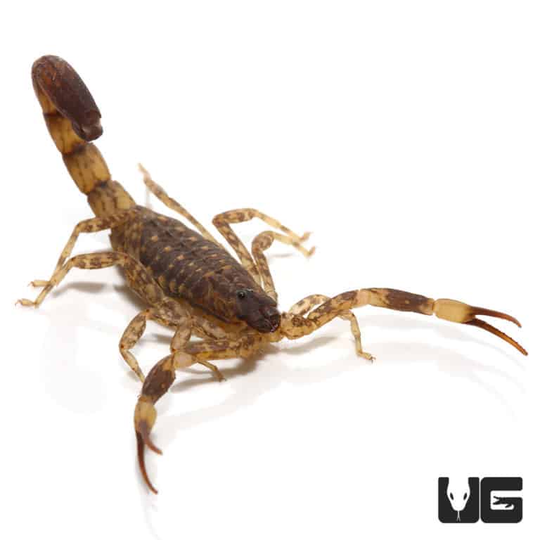 Israeli Gold Scorpion For Sale - Underground Reptiles