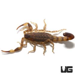 Chinese Swimming Scorpion (Lychas mucronatus) For Sale - Underground Reptiles