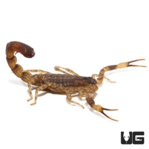 Israeli Gold Scorpion For Sale - Underground Reptiles