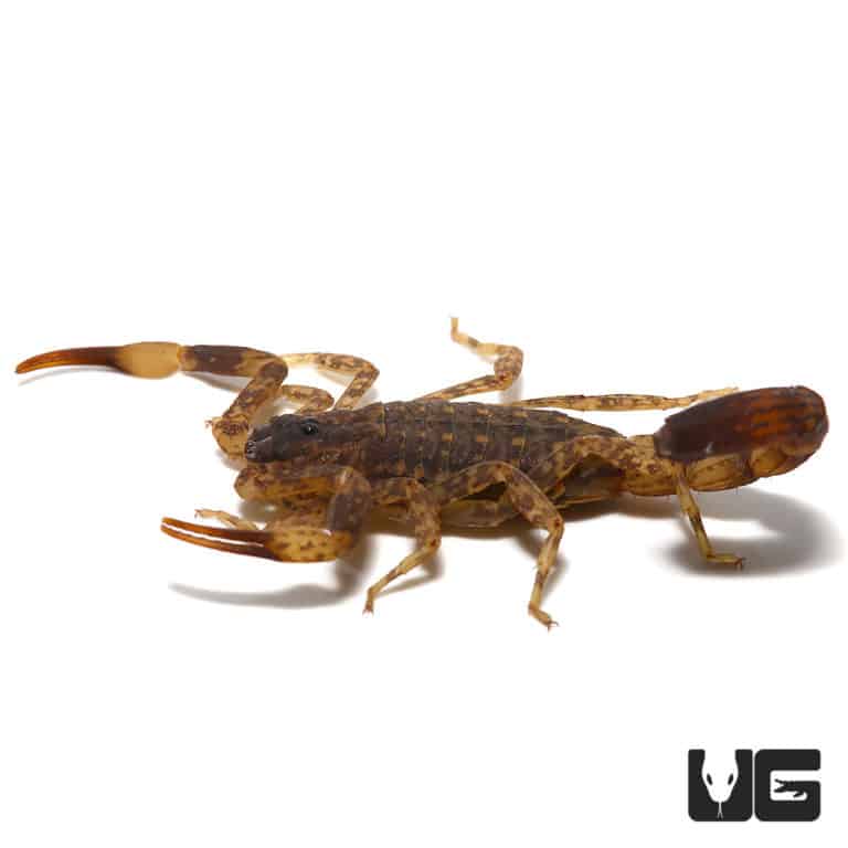 Israeli Gold Scorpion For Sale - Underground Reptiles