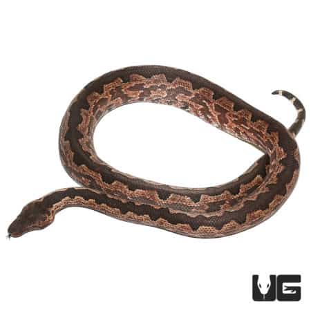 San Isabel Island Ground Boas (Candoia carinata paulsoni) for sale - Underground Reptiles