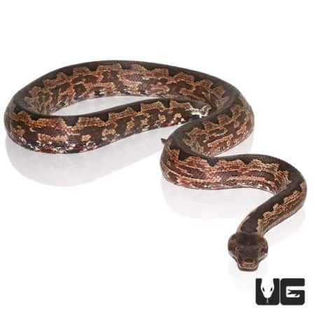 San Isabel Island Ground Boa, adult female, showcasing its intricate pattern and coloration.
