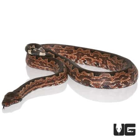 San Isabel Island Ground Boas (Candoia carinata paulsoni) for sale - Underground Reptiles