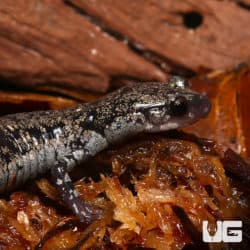 Slimy Salamanders (Plethodon glutinosus) For Sale - Underground Reptiles
