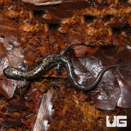 Close-up of a gold-colored slimy salamander on leaf litter in natural habitat.