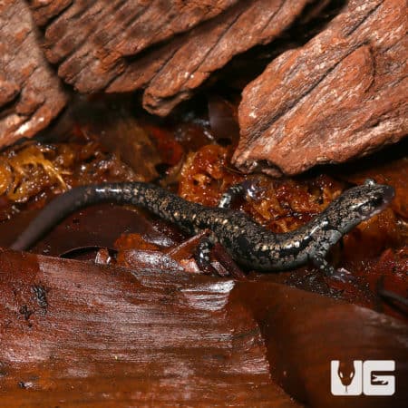 Close-up of a gold-colored slimy salamander in its natural habitat.