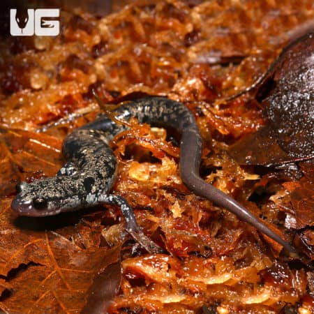 Close-up of a gold-colored slimy salamander on leaf litter.