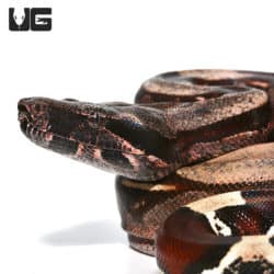 Guyana Redtail Boa (Boa c. constrictor) for sale - Underground Reptiles