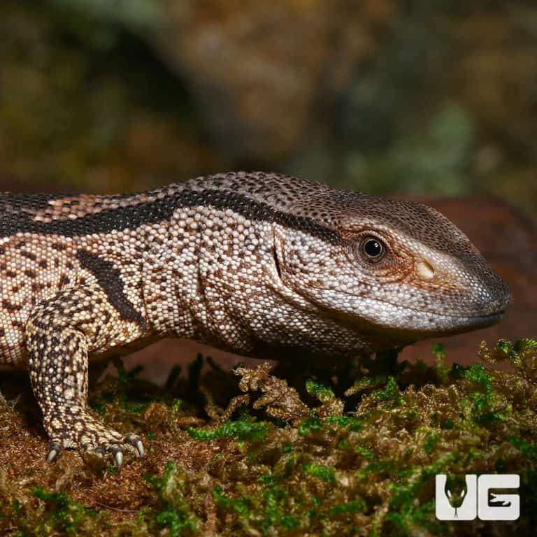 Hatchling White Throat Monitors (Varanus albigularis) For Sale