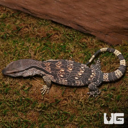 Hatchling White Throat Monitors (Varanus albigularis) For Sale - Underground Reptiles