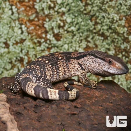 Hatchling White Throat Monitors (Varanus albigularis) For Sale - Underground Reptiles