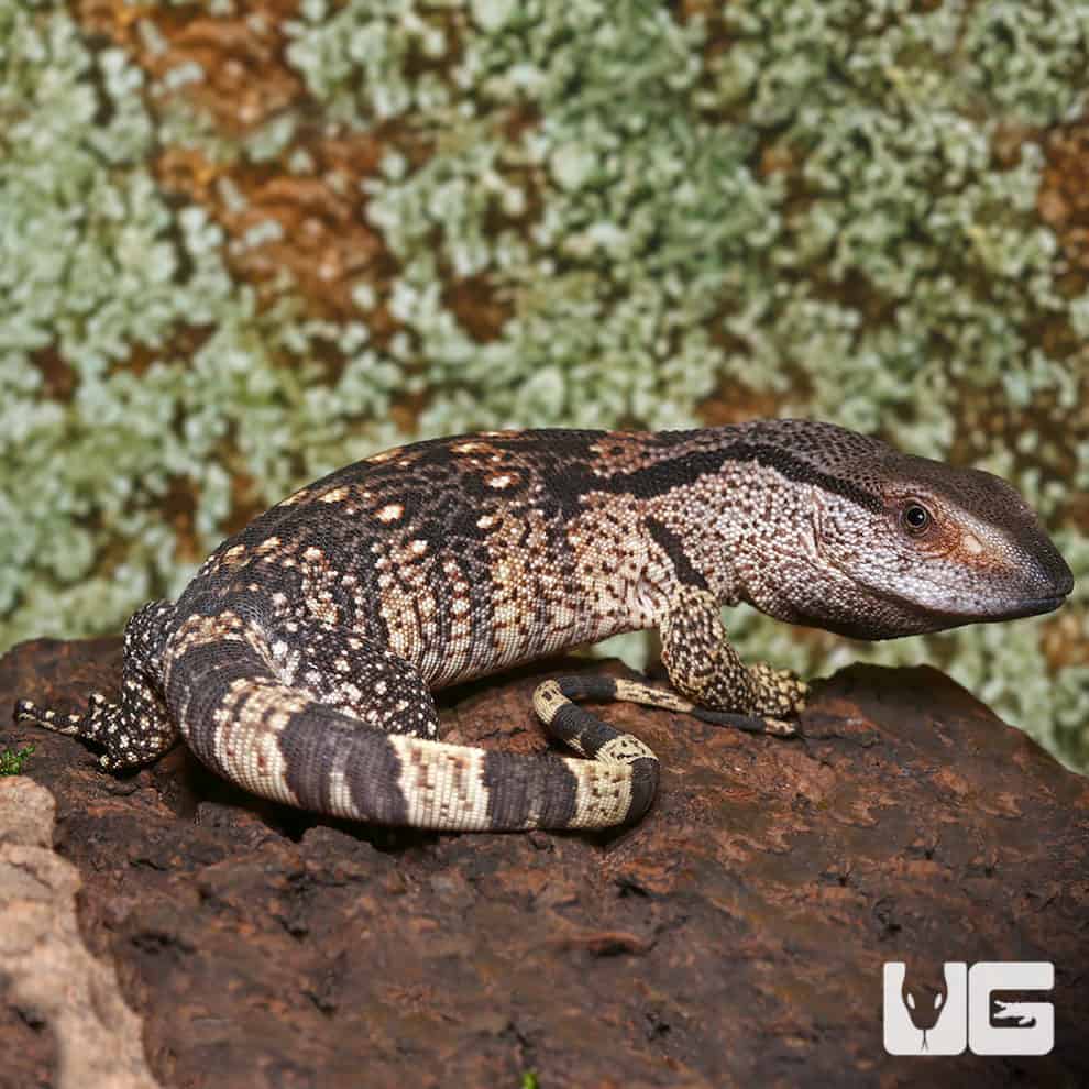 Hatchling White Throat Monitors (Varanus albigularis) For Sale