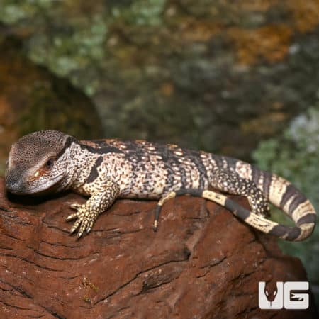 Hatchling White Throat Monitors (Varanus albigularis) For Sale - Underground Reptiles