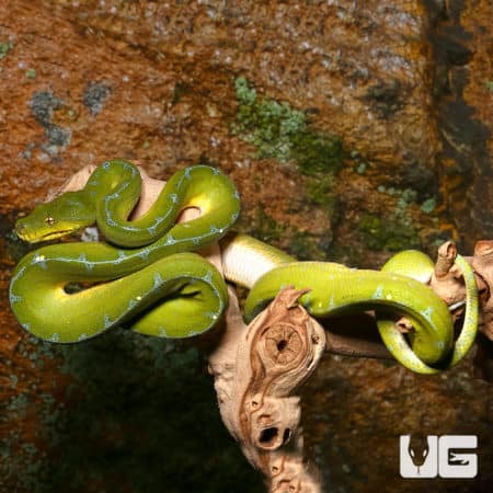 Female Jayapura Green Tree Python in natural habitat setup.