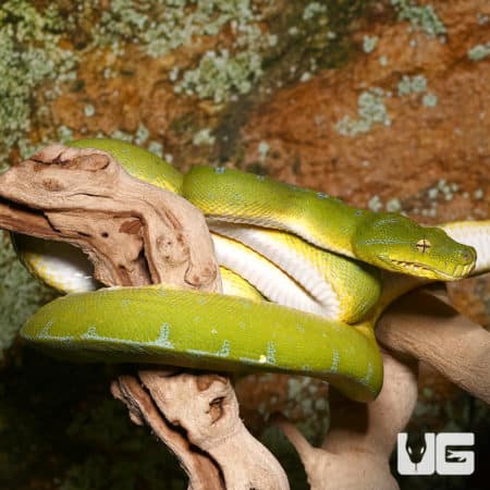 Female Jayapura Green Tree Python resting on a branch, showcasing vibrant green coloration.