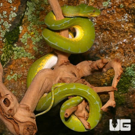 Jayapura Green Tree Pythons (Morelia viridis) For Sale - Underground Reptiles