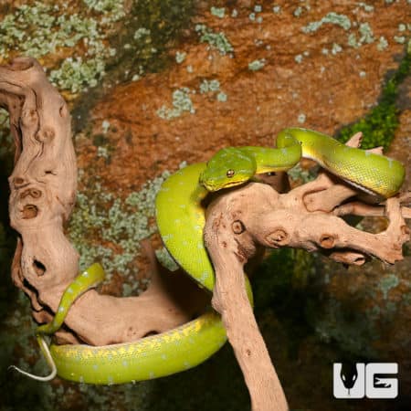 Female Jayapura Green Tree Python on a branch, showcasing vibrant green coloration.