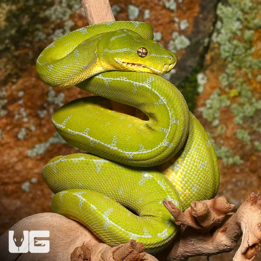 Baby Jayapura Green Tree Python For Sale - Underground Reptiles