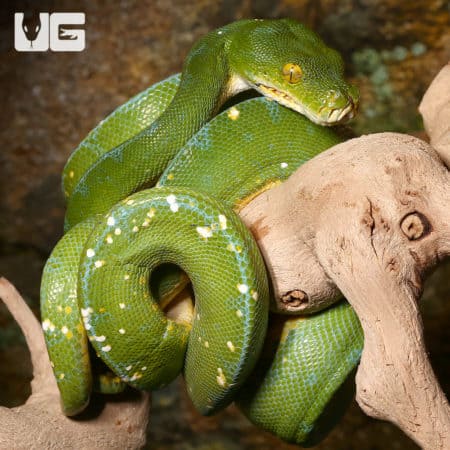 Jayapura Green Tree Pythons (Morelia viridis) For Sale - Underground Reptiles