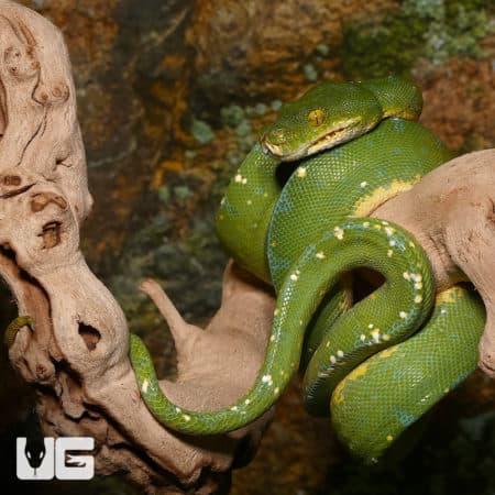 Jayapura Green Tree Pythons (Morelia viridis) For Sale - Underground Reptiles