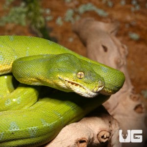 Green Tree Pythons For Sale - Underground Reptiles