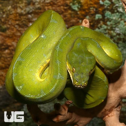 Green Tree Pythons For Sale - Underground Reptiles