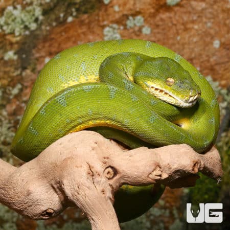 Jayapura Green Tree Pythons (Morelia viridis) For Sale - Underground Reptiles