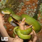 Male Jayapura Green Tree Pythons (Morelia viridis) For Sale - Underground Reptiles