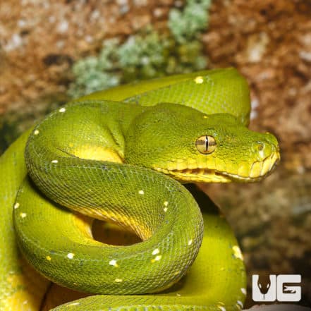Green Tree Pythons For Sale - Underground Reptiles