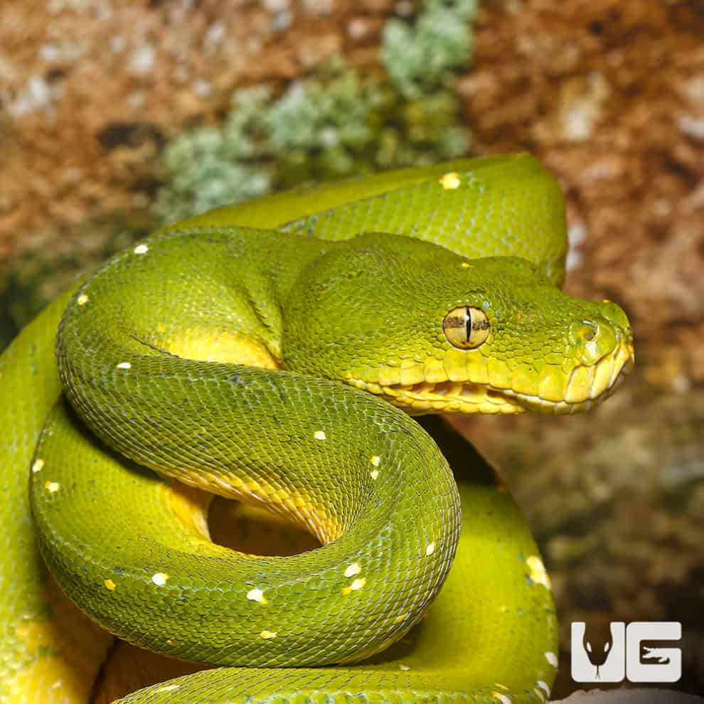 Baby Jayapura Green Tree Python For Sale - Underground Reptiles