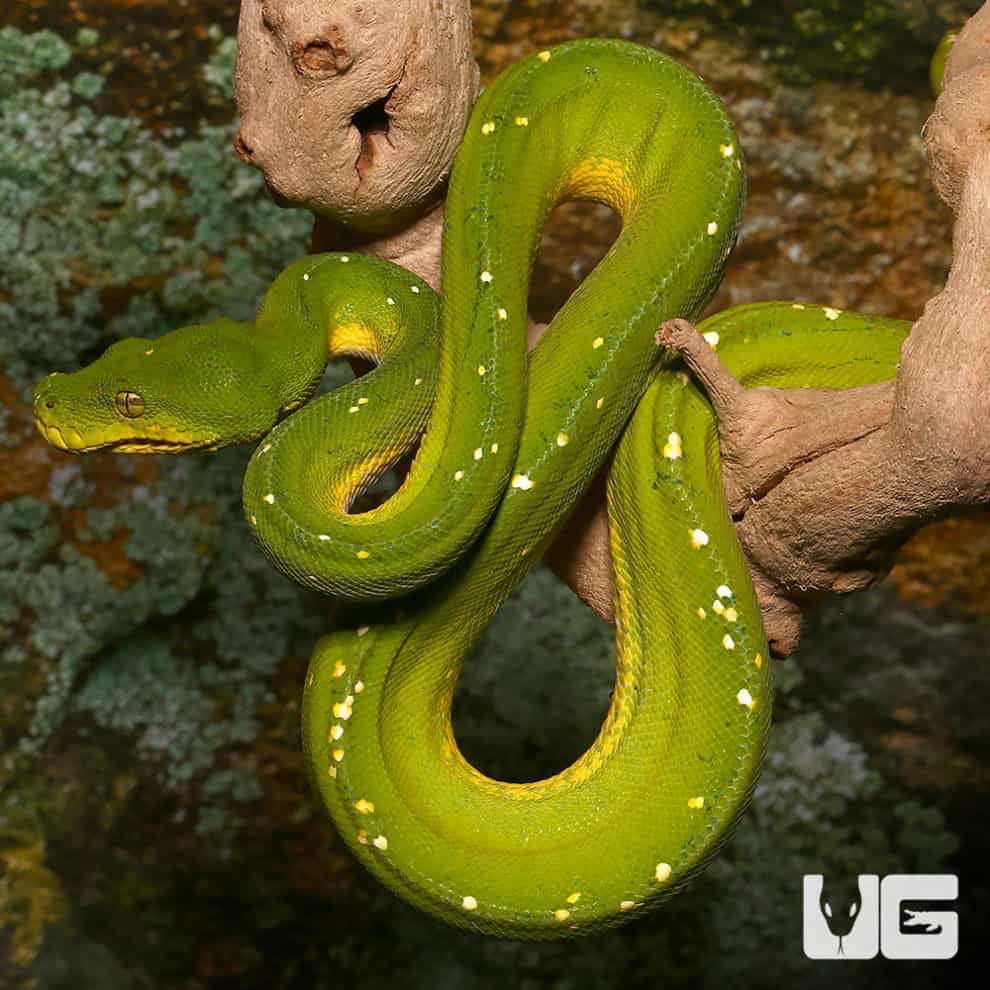 Green Tree Pythons For Sale - Underground Reptiles