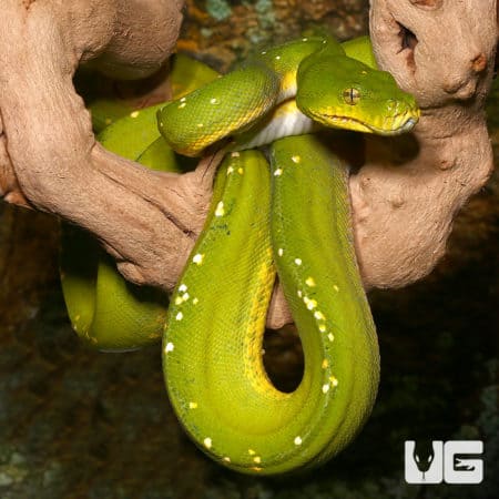 Jayapura Green Tree Pythons (Morelia viridis) For Sale - Underground Reptiles