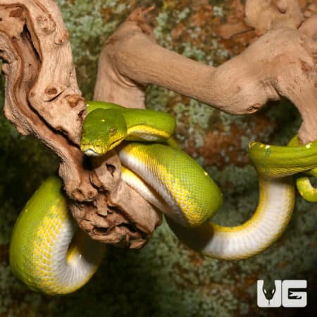Jayapura Green Tree Pythons (Morelia viridis) For Sale - Underground Reptiles