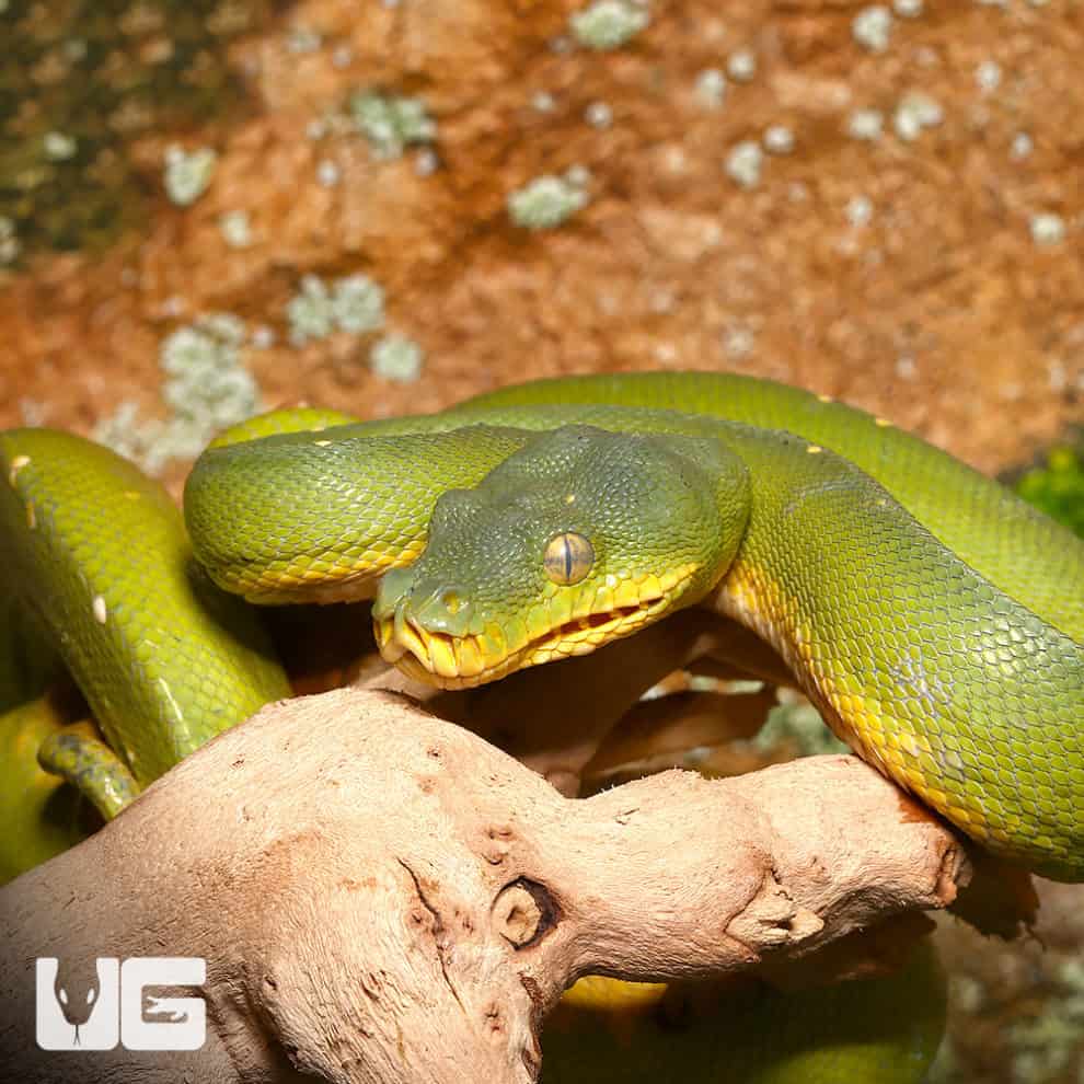 Green Tree Pythons For Sale - Underground Reptiles