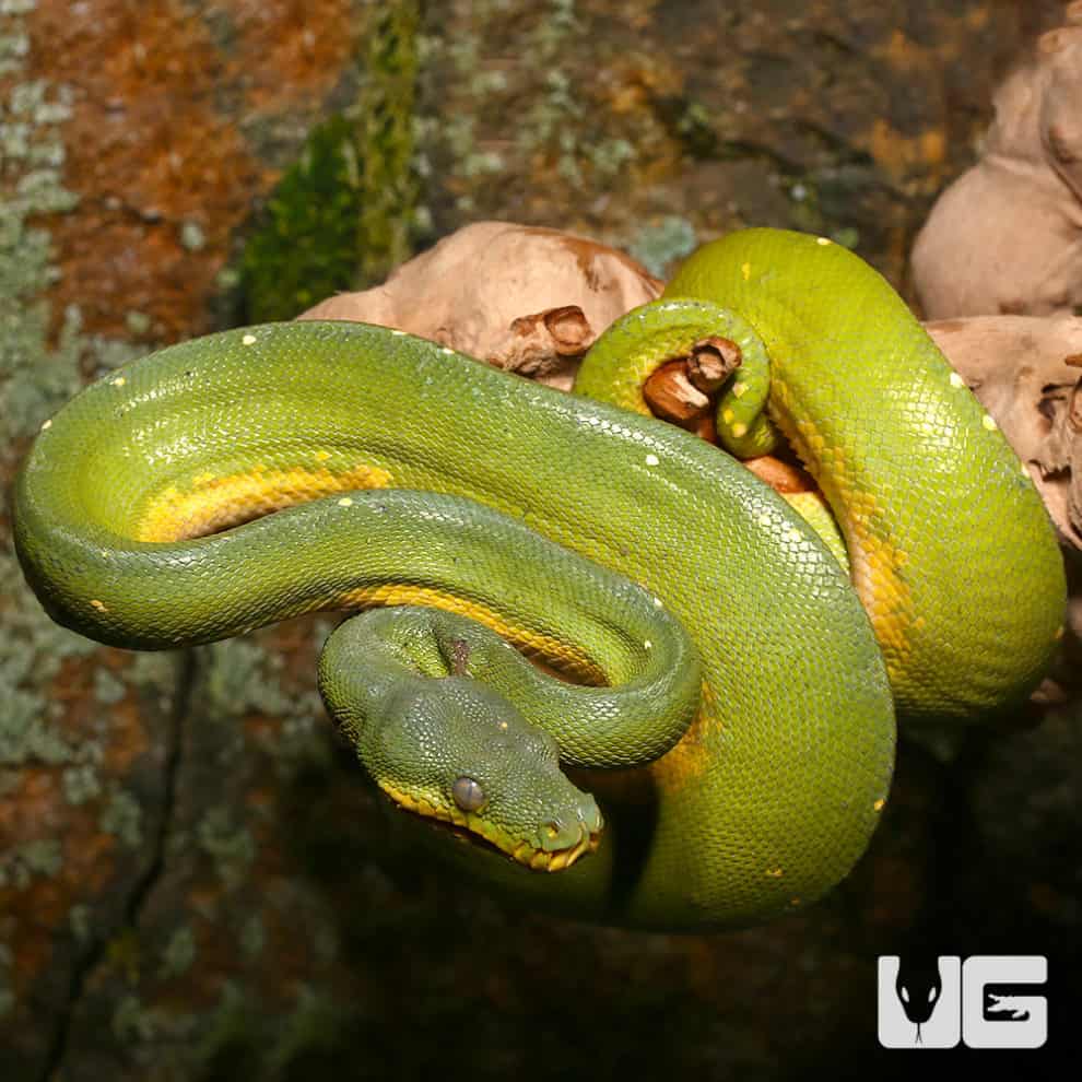 Baby Jayapura Green Tree Python For Sale - Underground Reptiles